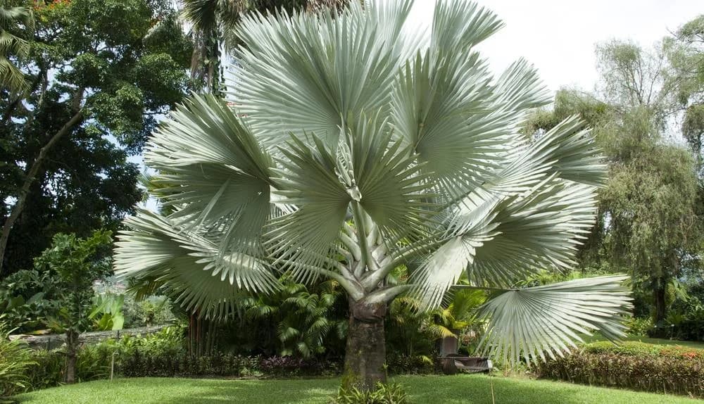 Bismarck-Palme - Pflege, Standort und Eigenschaften