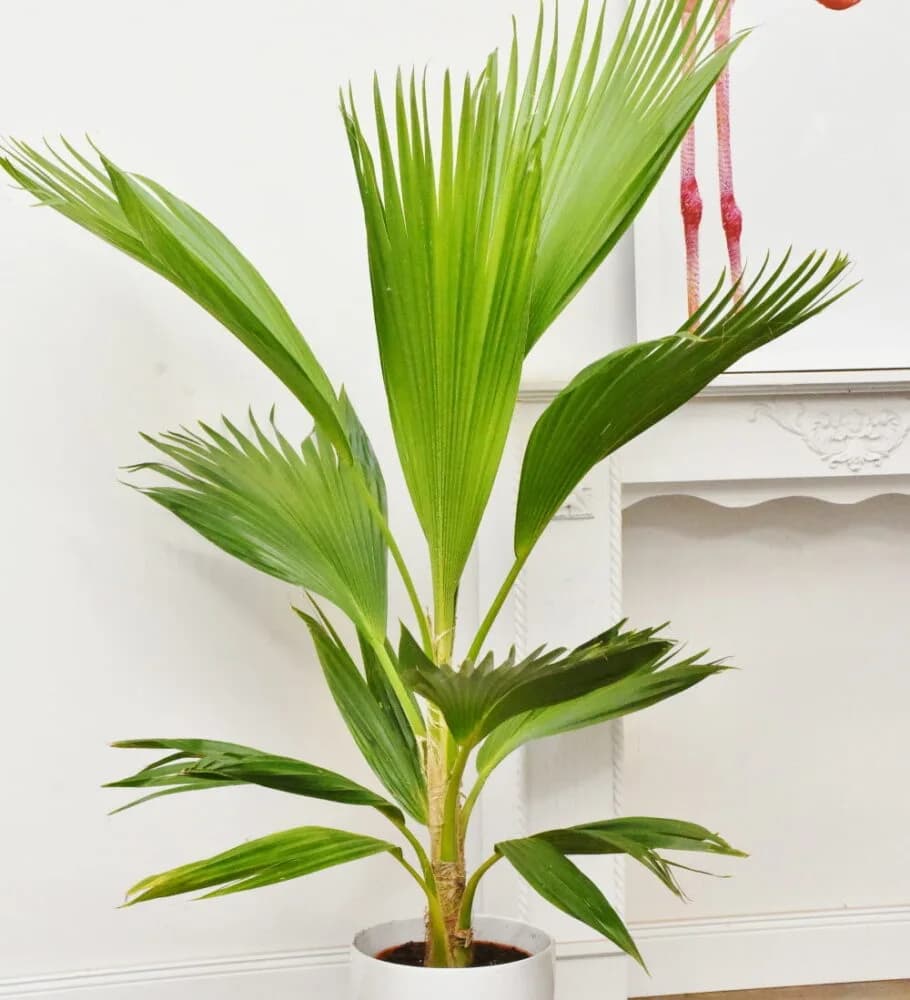 Hillebrands Fächerpalme (Pritchardia hillebrandii) - hawaiianische Fächerpalme