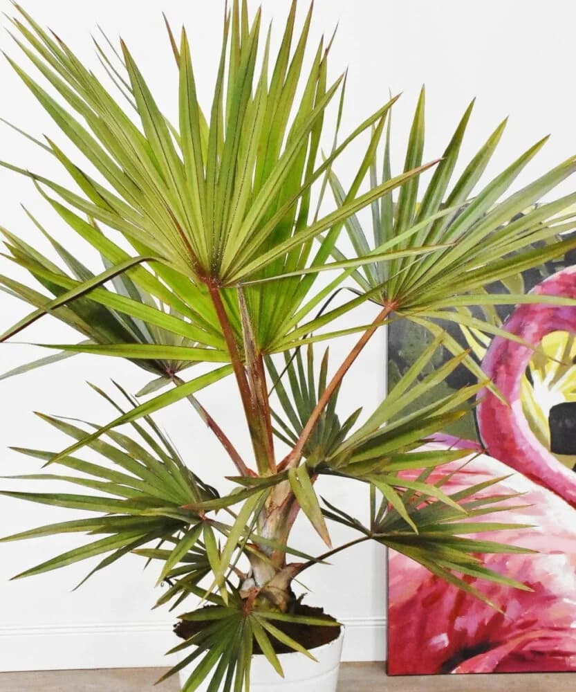 Rote Latanpalme (Latania lontaroides) - exotische Palme mit roten Blattachsen