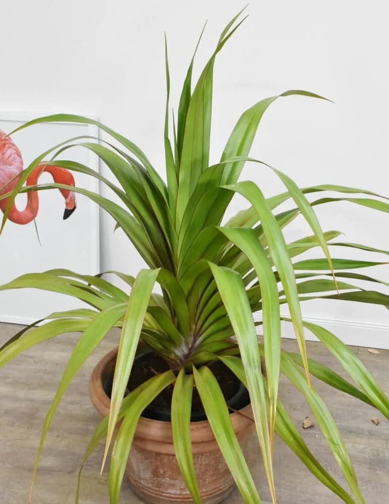 Schraubenpalme (Pandanus veitchii) - tropische Pflanze mit spiralförmig angeordneten Blättern