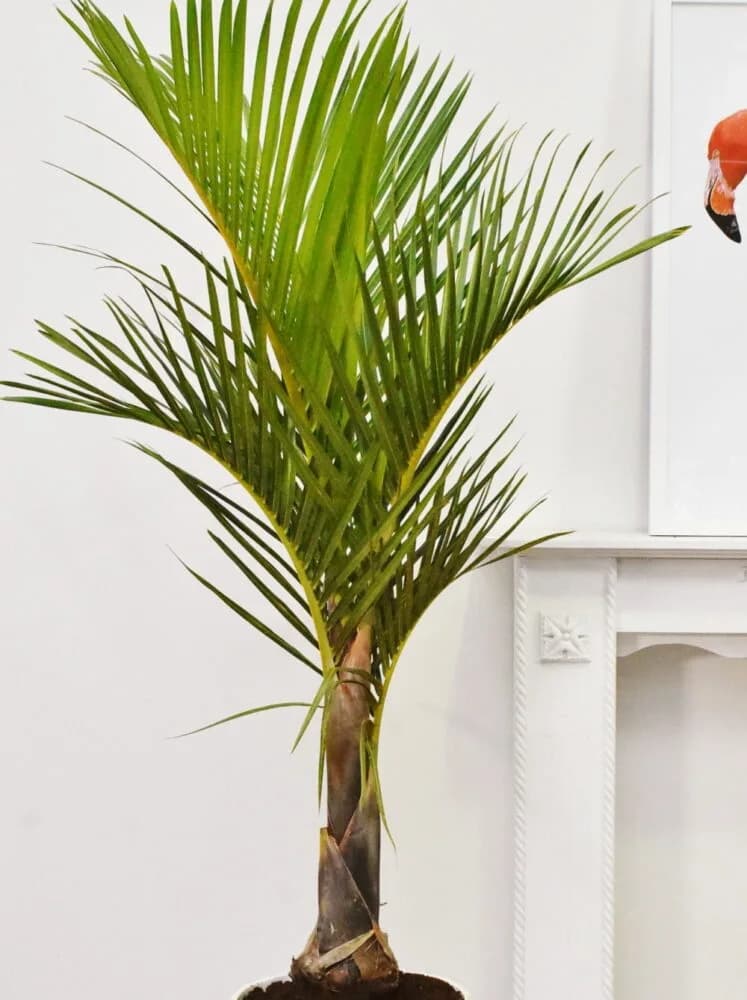 Spindelpalme (Hyophorbe verschaffeltii) - Palme mit spindelförmigem Stamm