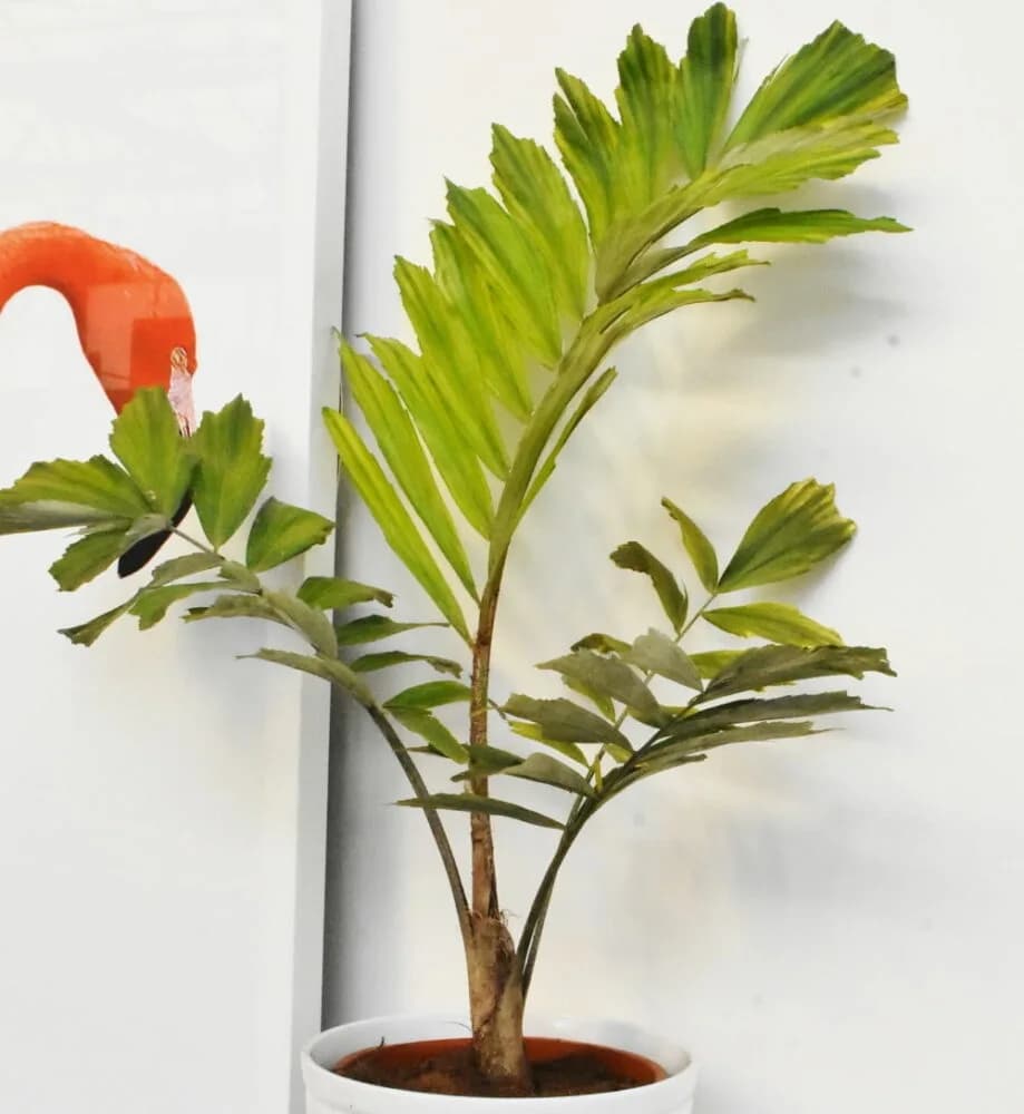 Zwerg-Zuckerpalme (Arenga tremula) - kompakte tropische Palme