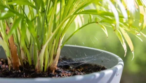 Photo by Spaylia on Unsplash