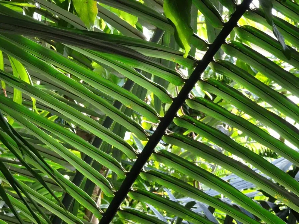Gartengestaltung mit Palmen - Pflege, Standort und Eigenschaften