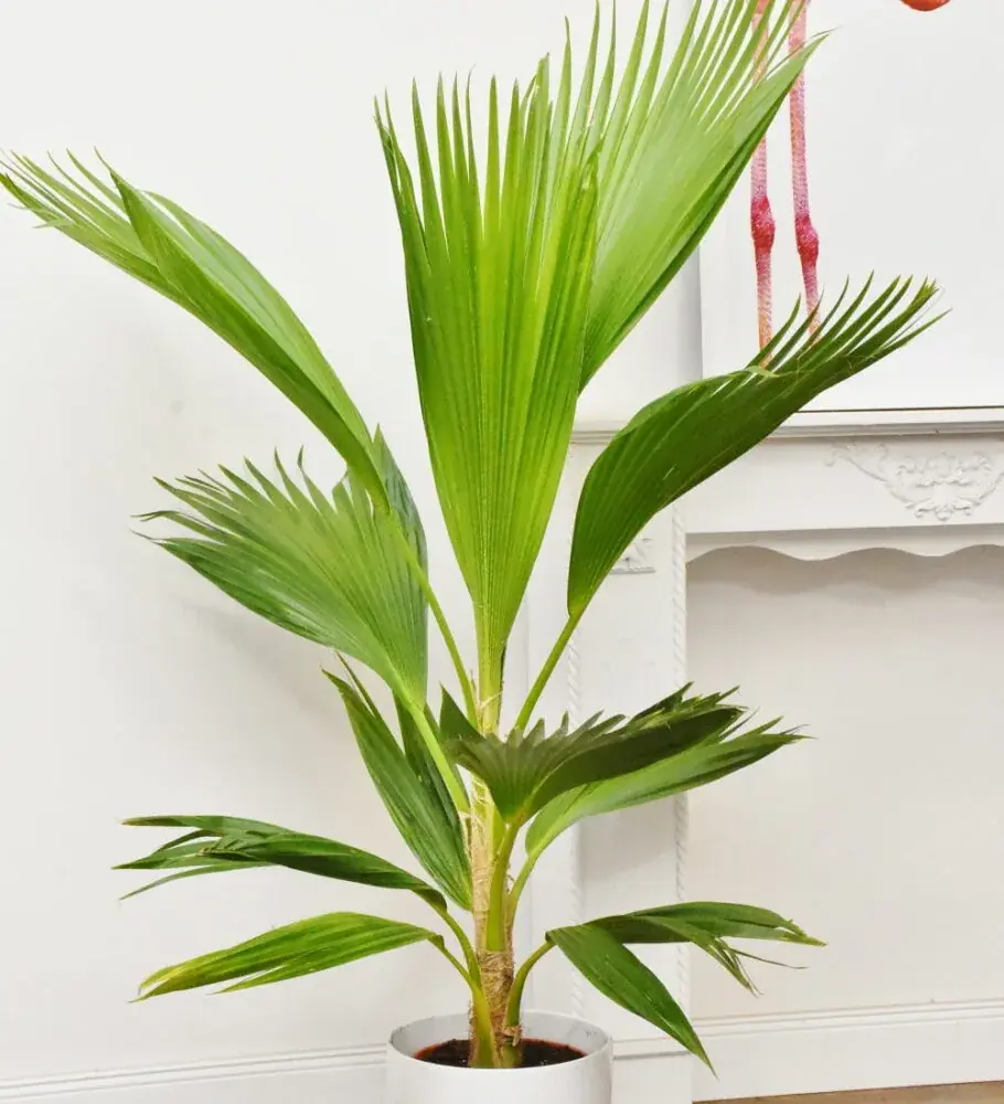Hillebrands Fächerpalme (Pritchardia hillebrandii) - hawaiianische Fächerpalme