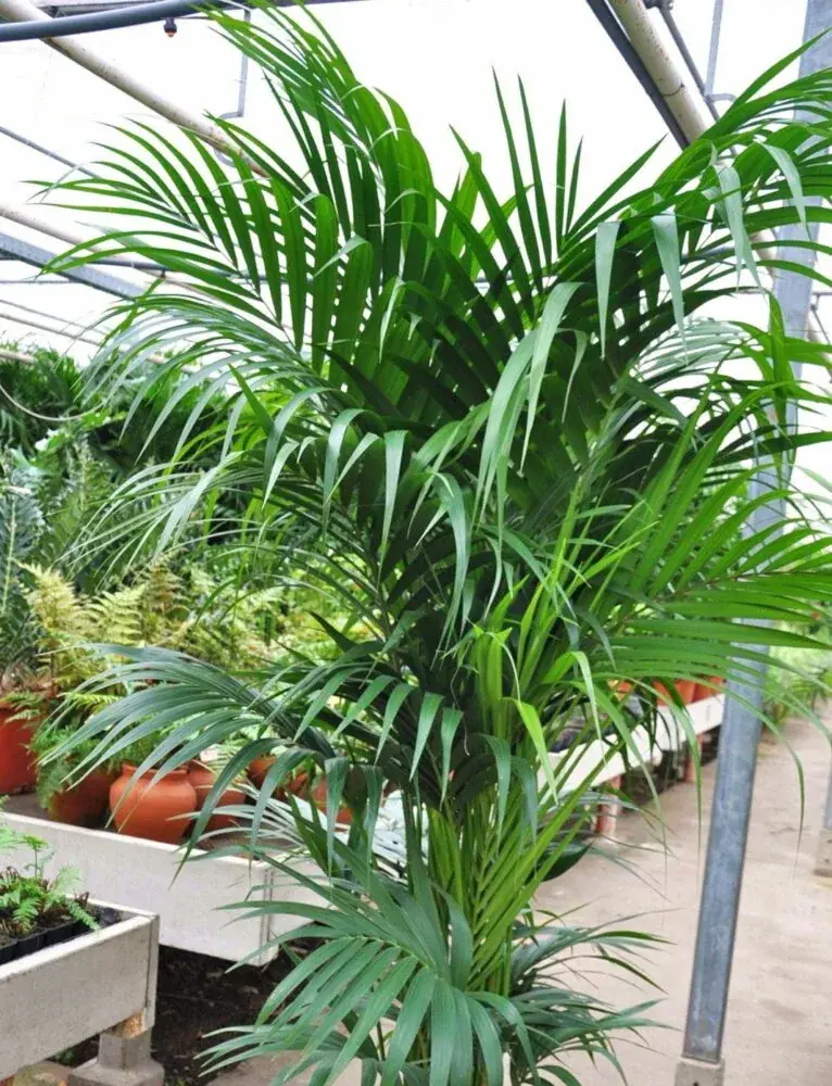 Kentia Palme (Howea) - elegante Zimmerpalme mit gefiederten Wedeln