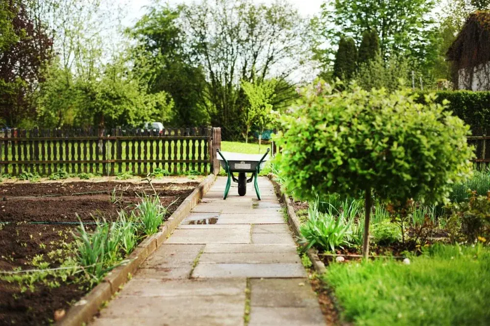 Palmen im Schrebergarten: so geht's - Pflege, Standort und Eigenschaften