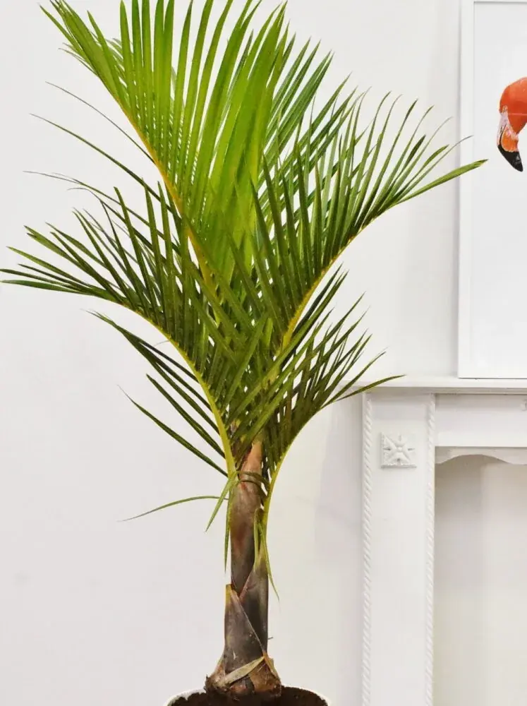 Spindelpalme (Hyophorbe verschaffeltii) - Palme mit spindelförmigem Stamm