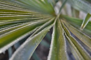 Frost an der Palme