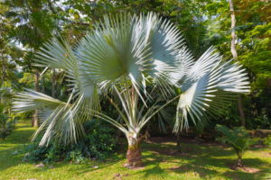 Chinesische Hanfpalme