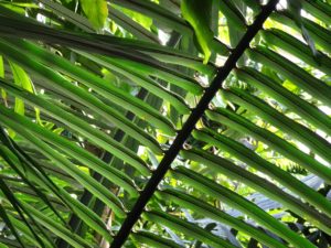 Gartengestaltung mit Palmen