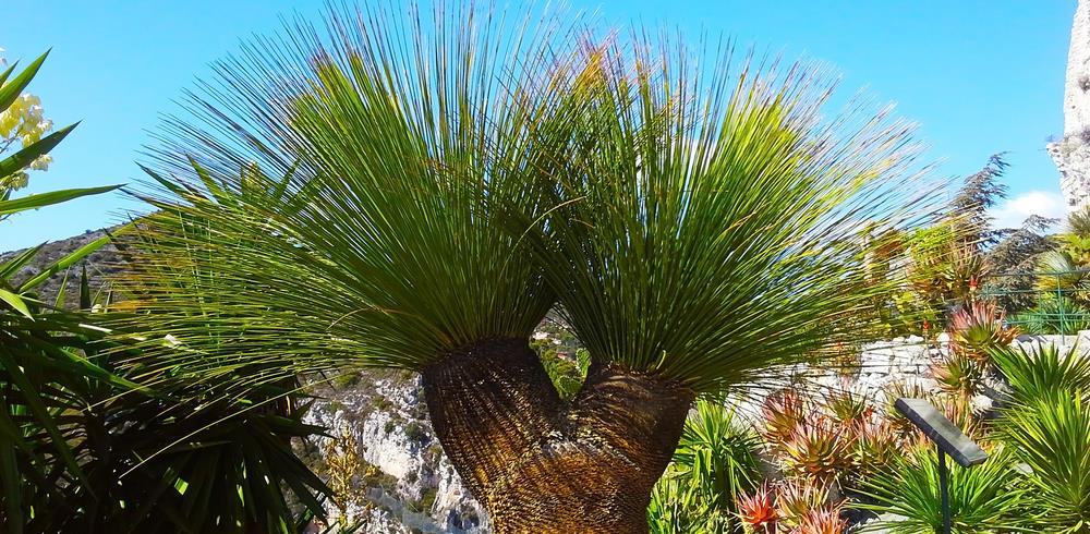 Zwergpalme (Chamaerops humilis) Zimmerpalmen