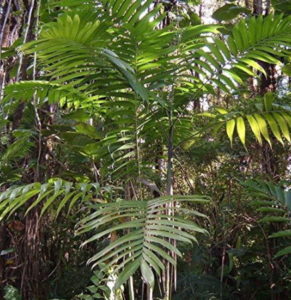 Maya Palme (Chamaedorea hooperiana)