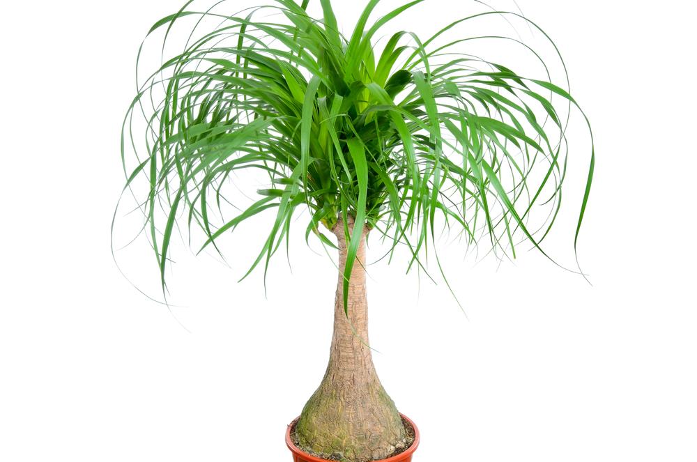 Elefantenfuß (Beaucarnea recurvata) Zimmerpalmen