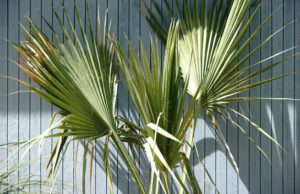 Zwergpalmetto-Palme