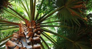 Auf welche Faktoren Sie vor dem Kauf von Zimmer palmen achten sollten!