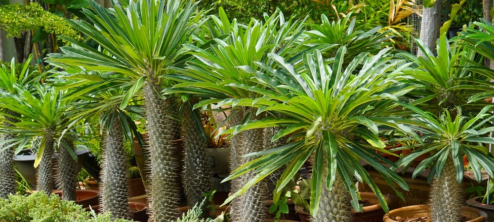 Madagaskarpalme (Pachypodium lamerei) Zimmerpalmen