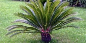 Palmfarn (Cycas revoluta)