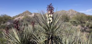 Yucca Baccata