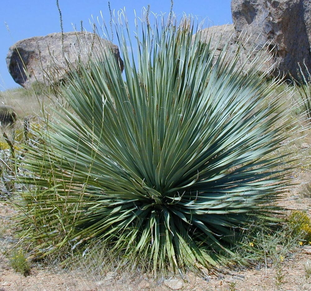 Yucca-Palmen Arten Bilder: Entdecke die Welt der Wüstenpflanzen!