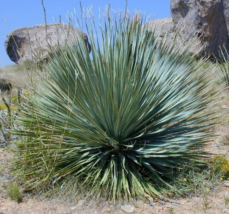 Yucca Rostrata