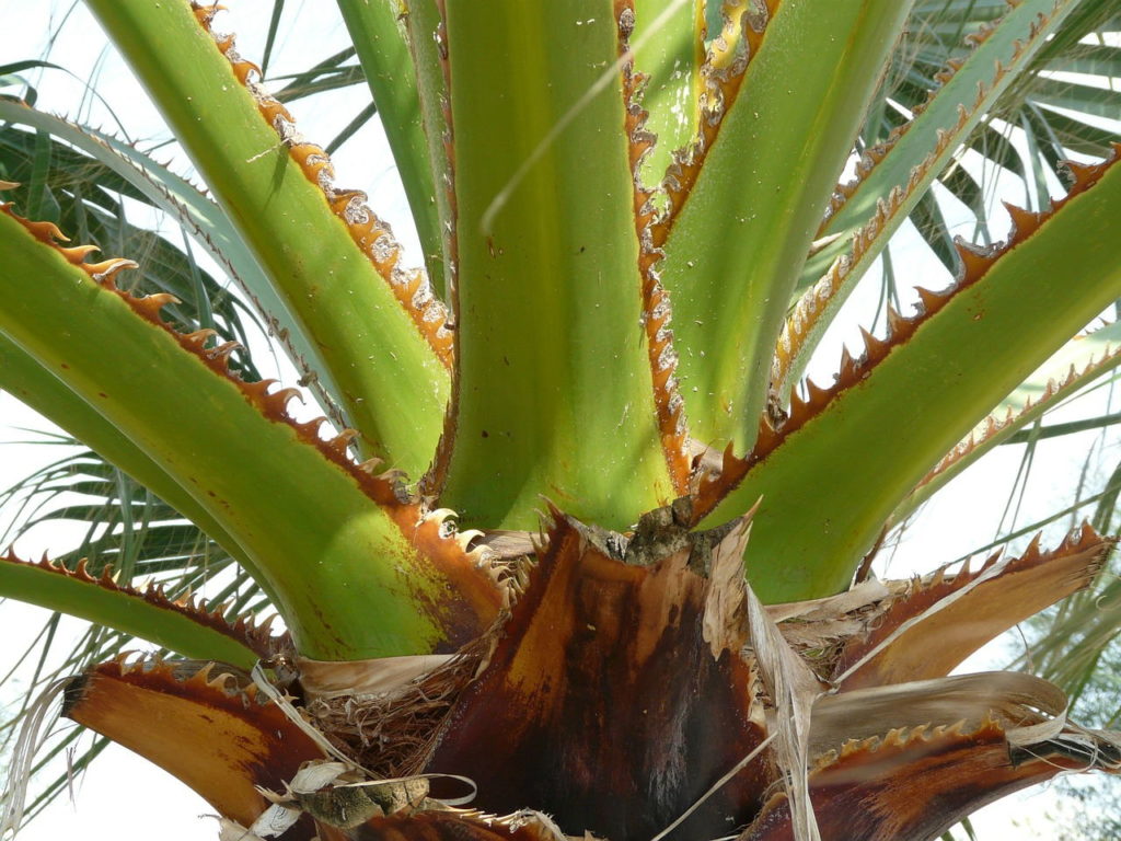 Schlagwort Palmenarten Zimmerpalmen