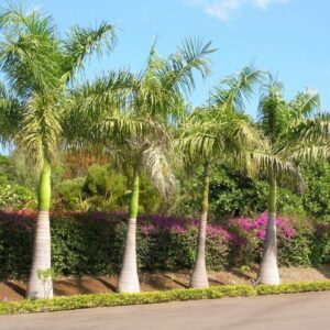 Zuckerrohrpalme - Dypsis Baronii - 5 frische Samen