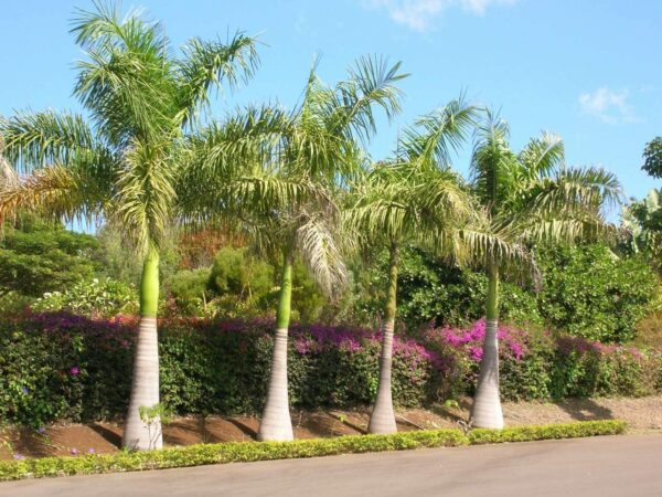 Zuckerrohrpalme - Dypsis Baronii - 5 frische Samen