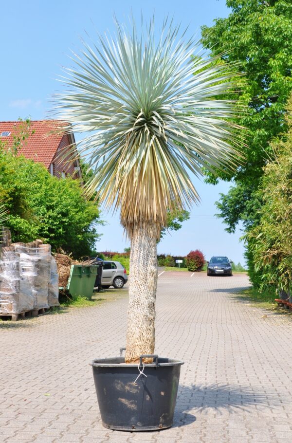 Yucca rostrata (Palmlilie) 160cm Stamm