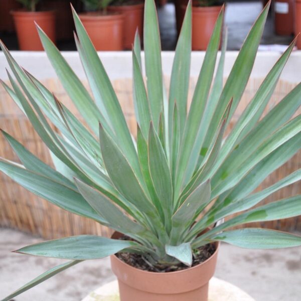 Yucca Palme (Palmlilie) Infos zu Palme, Yucca Arten, Eignung und Pflege