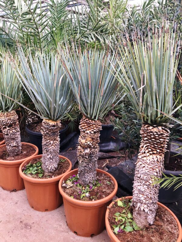 Yucca (Blaue Yucca, Palmlilie), 120-130cm Höhe inklusive Topf