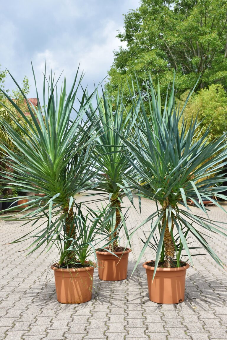Yucca (KerzenPalmlilie) 180200cm Zimmerpalmen