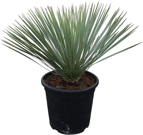 Yucca Rostrata 50/60cm