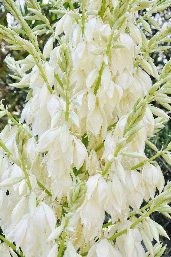 Blaue Yucca (Blaue Palmlilie), ca. 30 bis 40 cm Höhe inklusive Topf