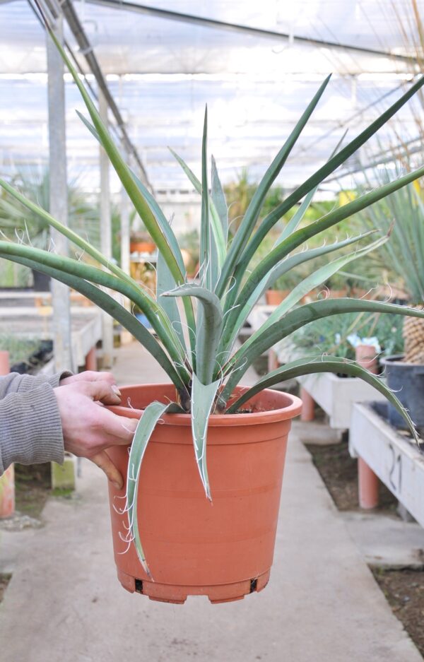 Blaue Yucca (Blaue Palmlilie), 60 cm bis 80 cm inklusive Topf