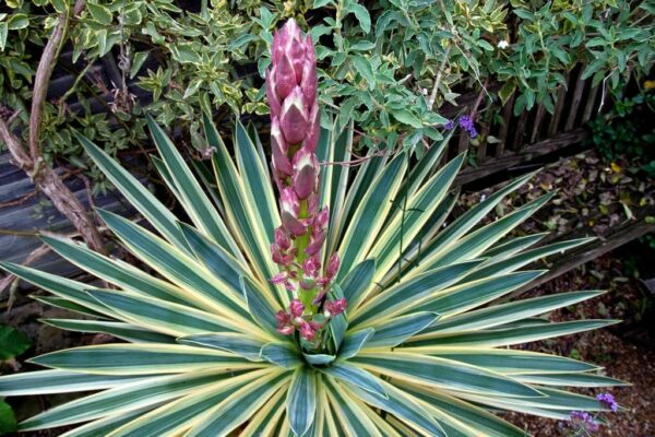 Yucca Gloriosa Variegata, Gesamthöhe: 60-70cm