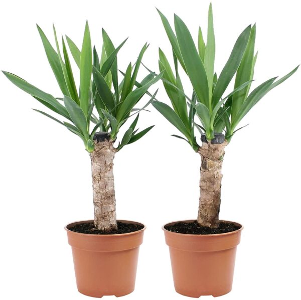 2x Asparagaceae Yucca, Höhe 50-55 cm