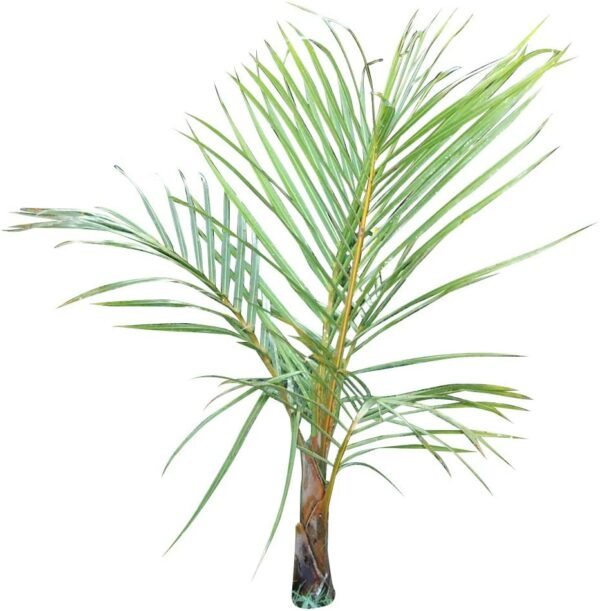 Spindelpalme (Hyophorbe verschaffeltii) 10 frische Samen