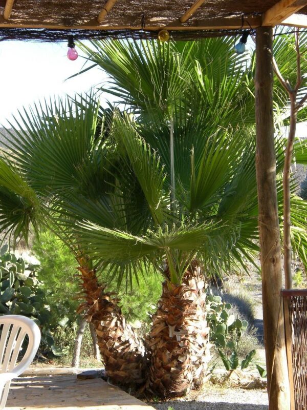Petticoat-Palme (Mexikanische Washingtonpalme) Tuff, Lieferhöhe ca. 80-100cm mit Topf