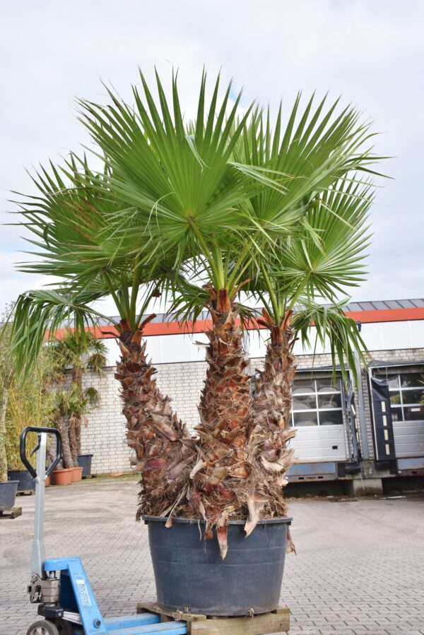 Petticoat-Palme (Mexikanische Washingtonpalme) 3er Stamm XXL