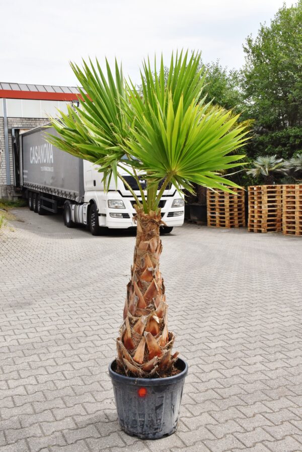 Petticoat-Palme (Mexikanische Washingtonpalme), Lieferhöhe ca. 2,00-2,30m