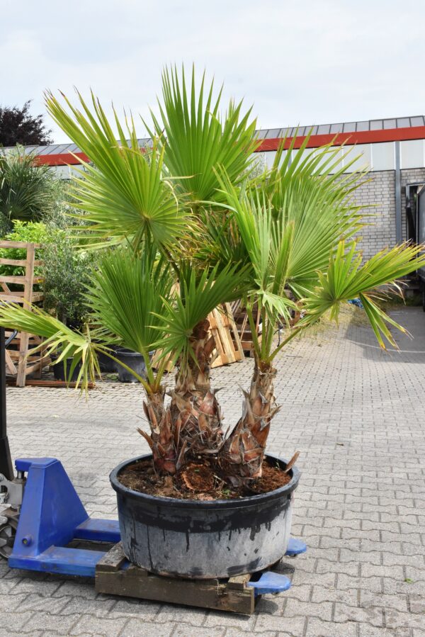 Petticoat-Palme ca. 1,70-2,00m mit Topf