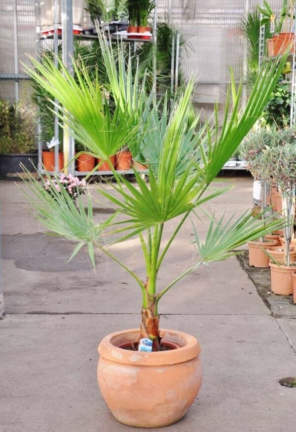 Petticoat-Palme, Lieferhöhe ca. 60 bis 70 cm inklusive Topf