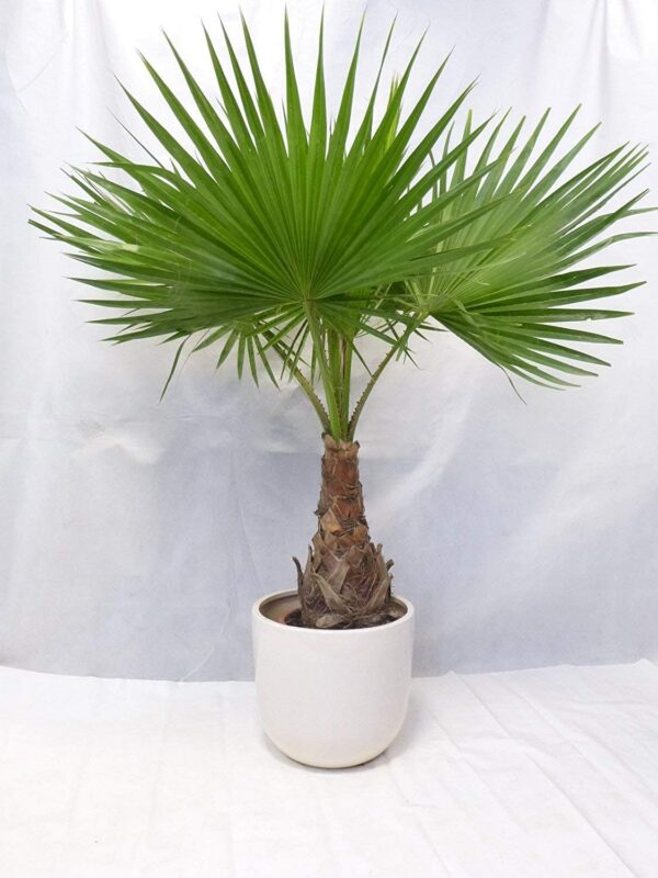 Washingtonia robusta (Petticoat Palme), 150 cm