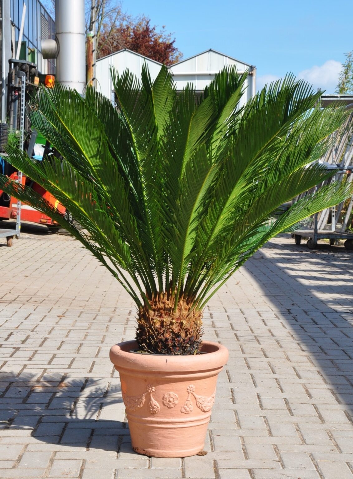 Palmfarn (SagoPalme), Gesamthöhe mit Topf ca. 8090cm Zimmerpalmen