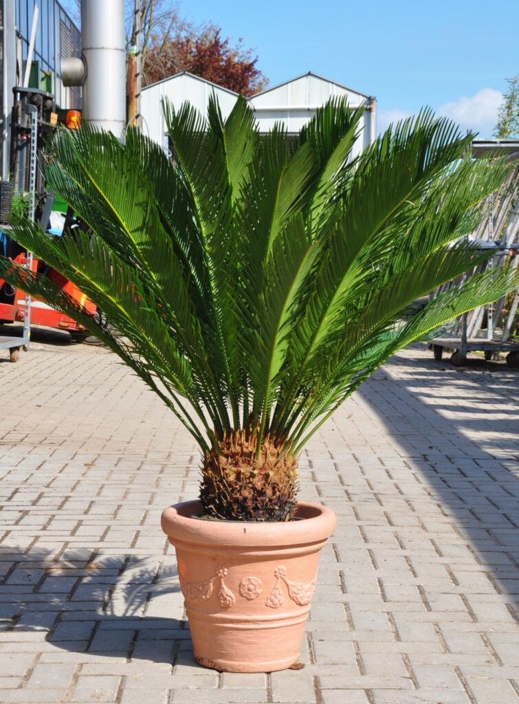 Palmfarn (SagoPalme), Gesamthöhe mit Topf ca. 8090cm Zimmerpalmen