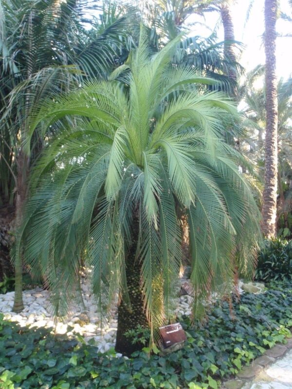 Palmfarn Macrozamia