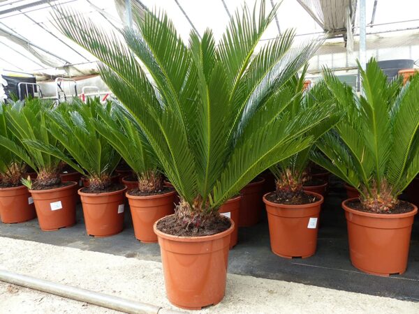 XL Palmfarn 70-80 cm Cycas Revoluta Sagopalme Palme, innen + außen