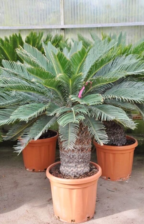 Palmfarn (Sago-Palme) 40/50cm Stamm