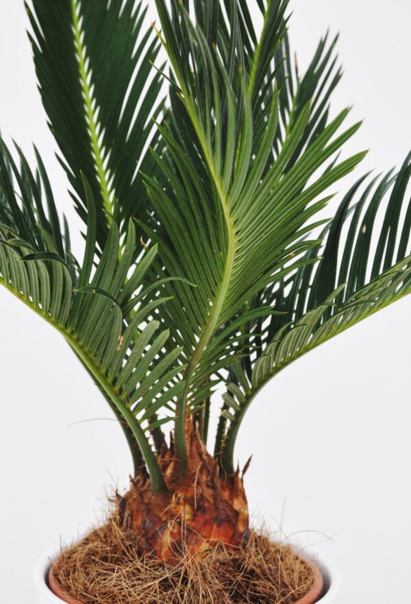 Palmfarn (Sago-Palme)